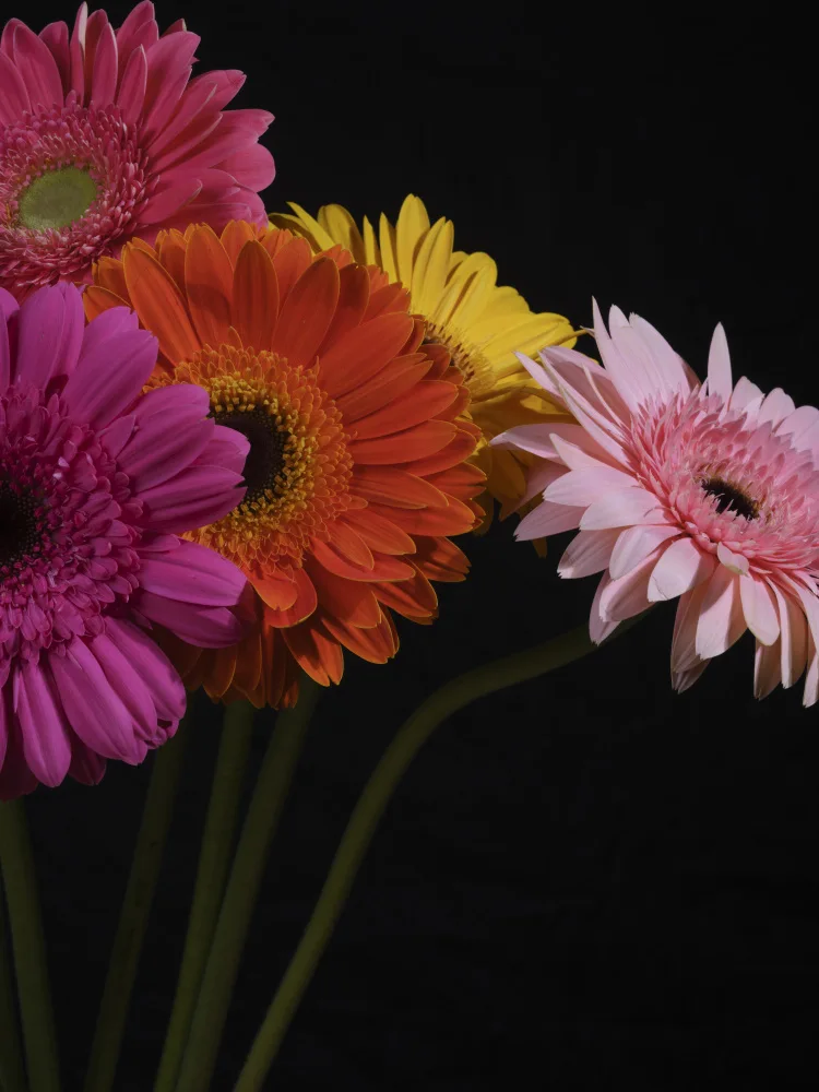 akyurt, engin: Bunte Gerbera-Blüten