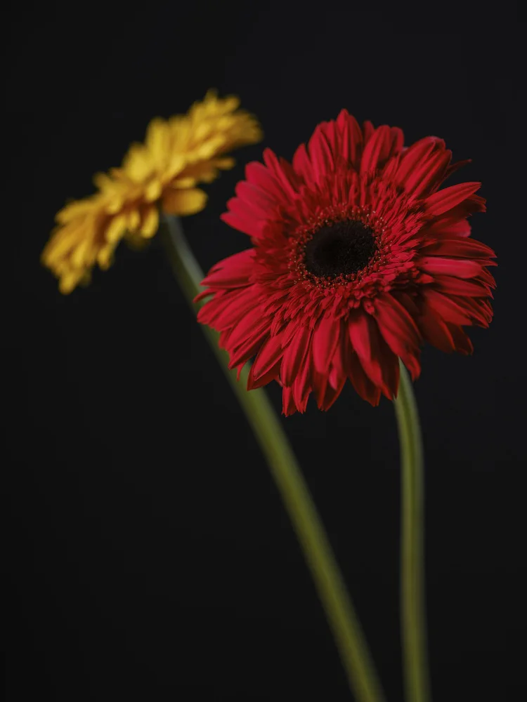 akyurt, engin: multicolored Gerbera flowers