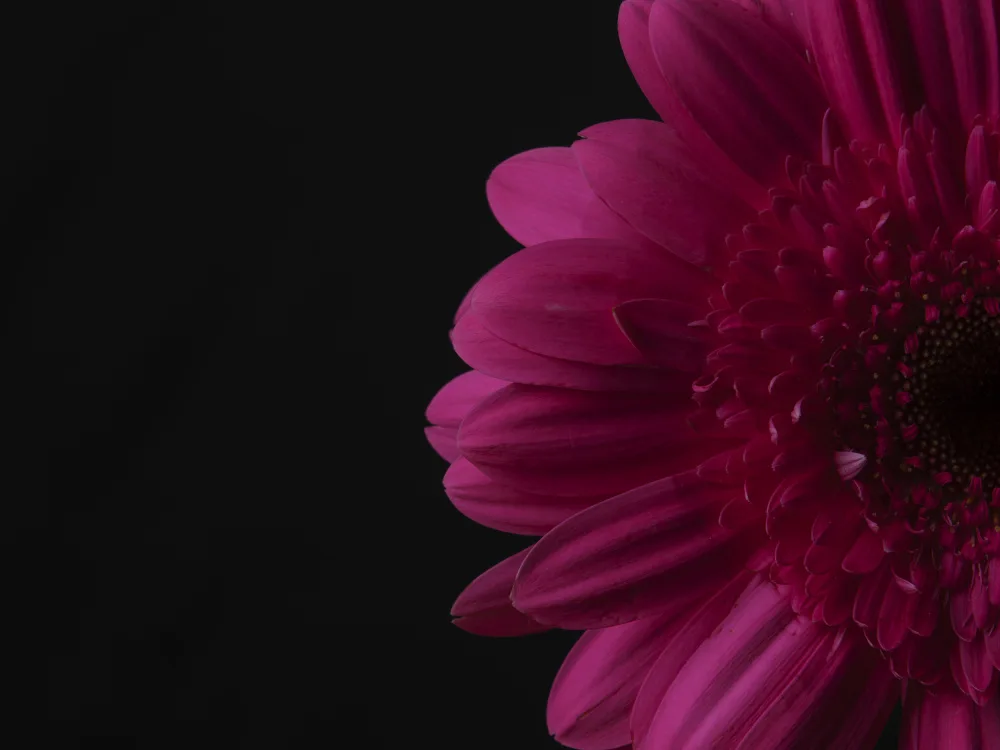 akyurt, engin: schöne Blume