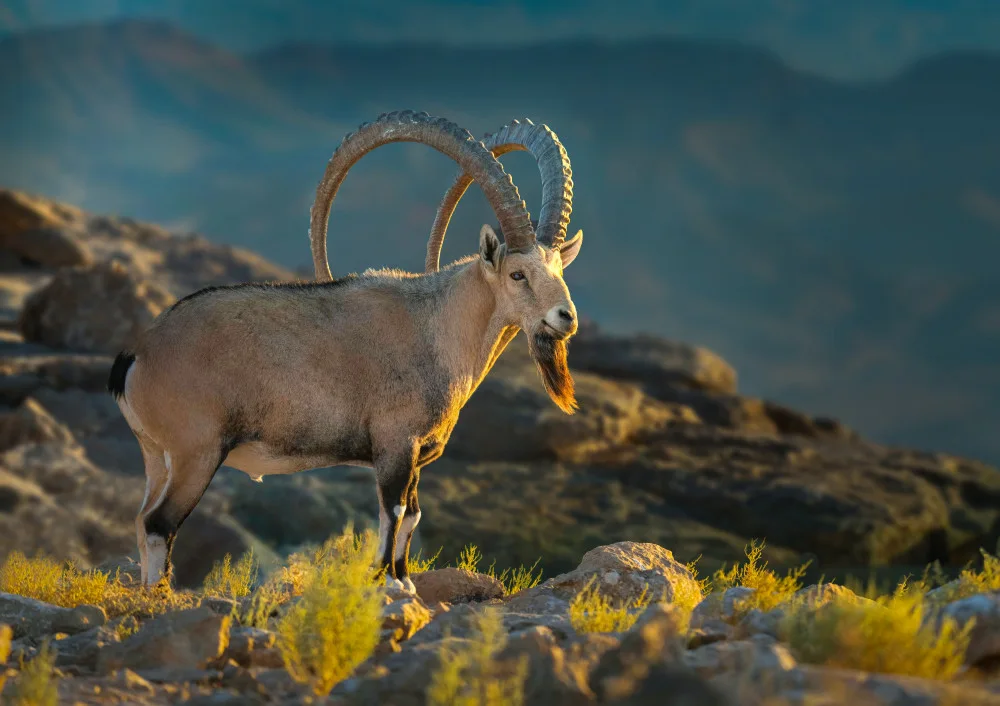 Stern, Johnny: Nubian ibex - on the cliffs of Ramon Crater.