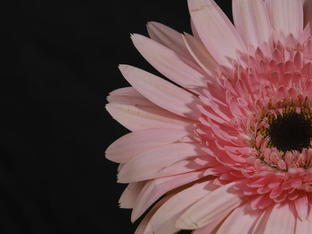 akyurt, engin: schöne Blume