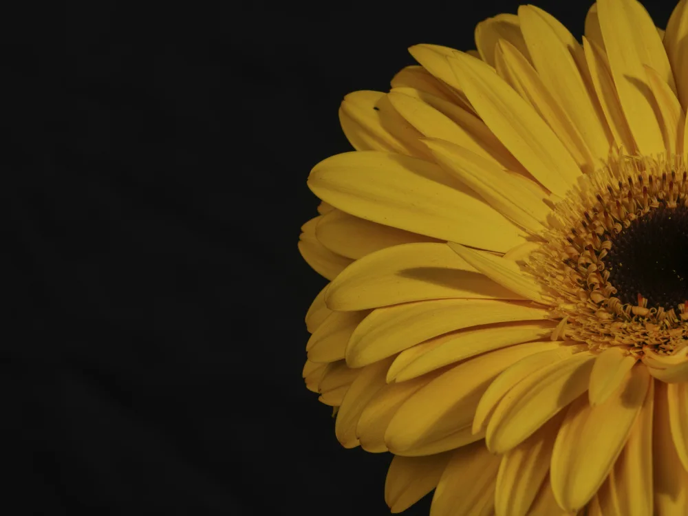 akyurt, engin: schöne Blume