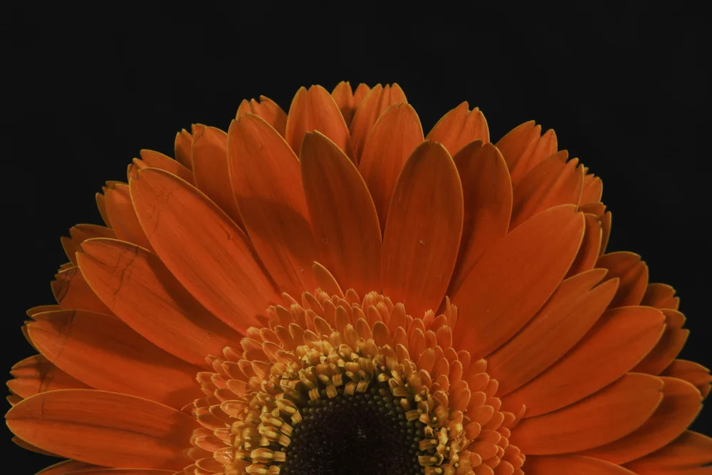 akyurt, engin: beautiful flower