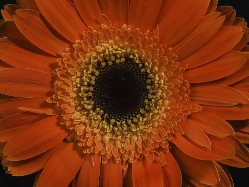 akyurt, engin: beautiful flower