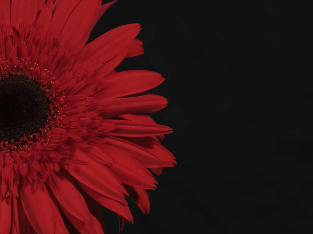 akyurt, engin: schöne Blume