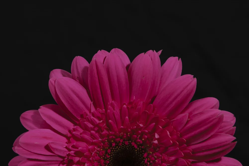 akyurt, engin: schöne Blume