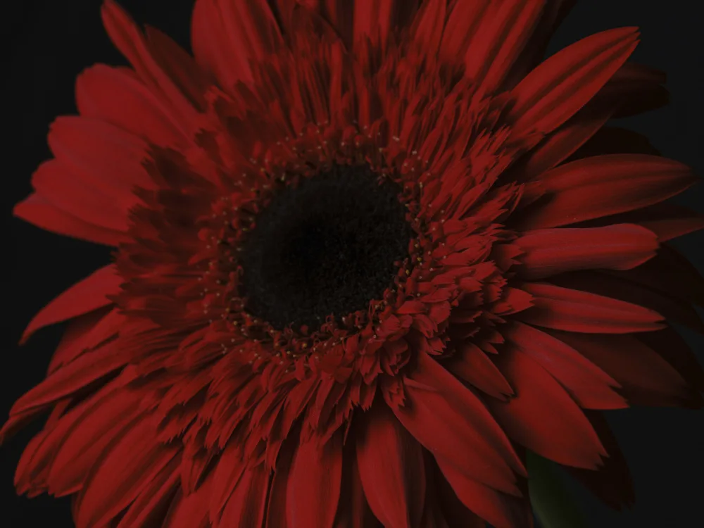 akyurt, engin: schöne Blume