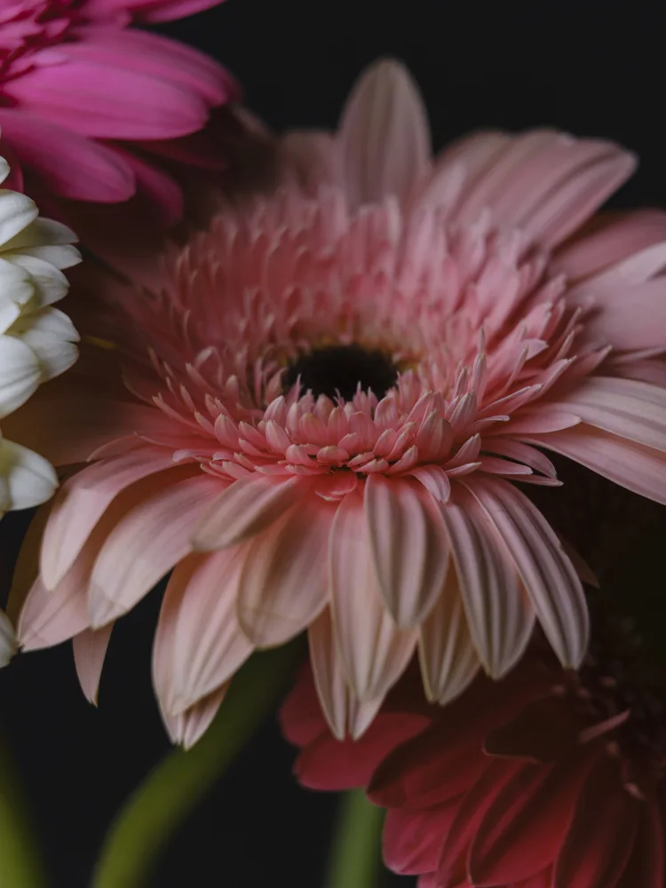 akyurt, engin: schöne Blumen