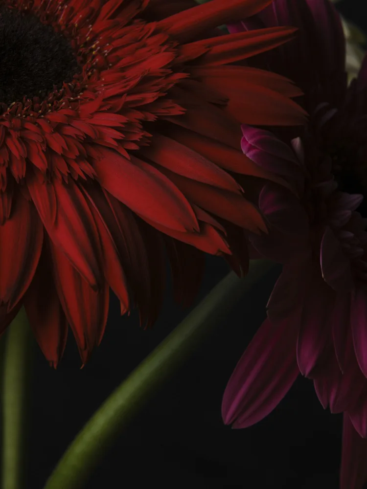 akyurt, engin: schöne Blumen