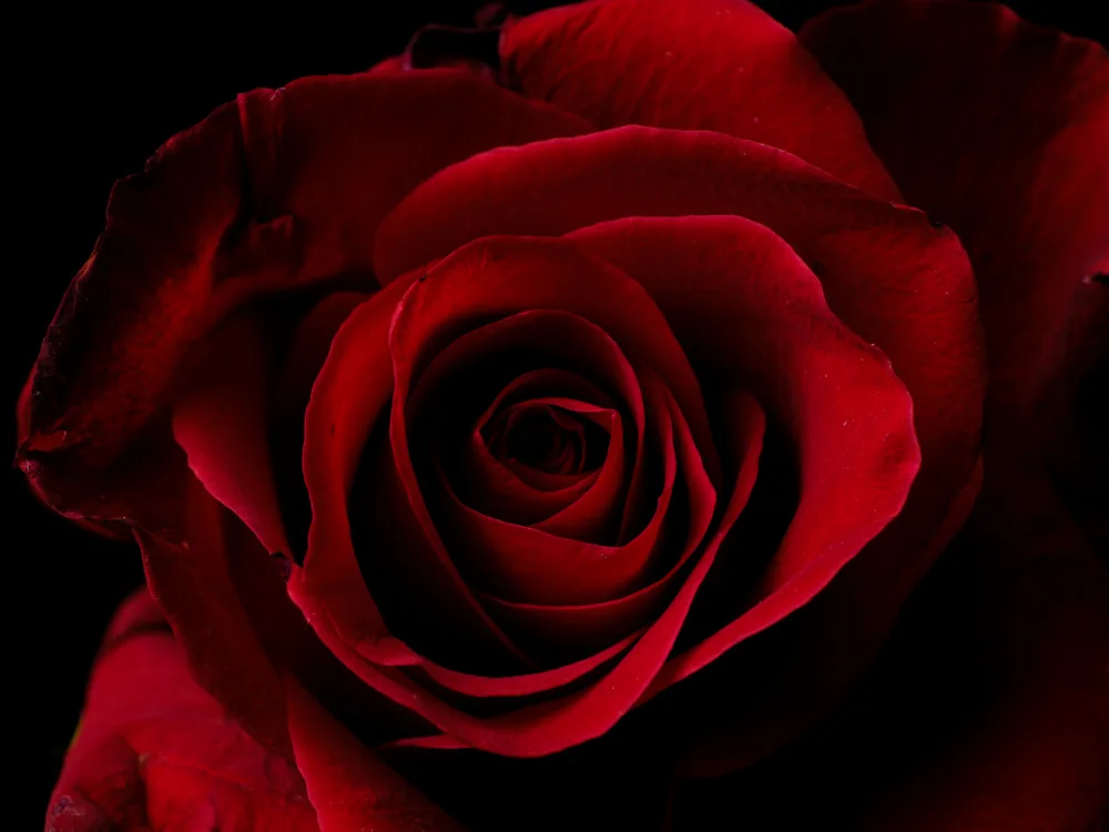 akyurt, engin: macro shot of a beautiful red rose