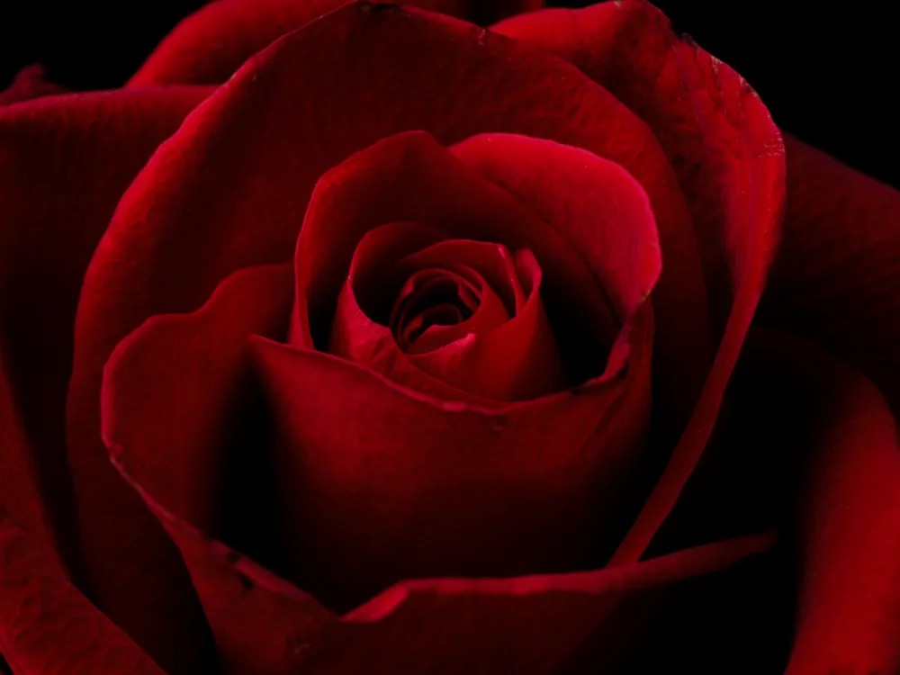 akyurt, engin: macro shot of a beautiful red rose