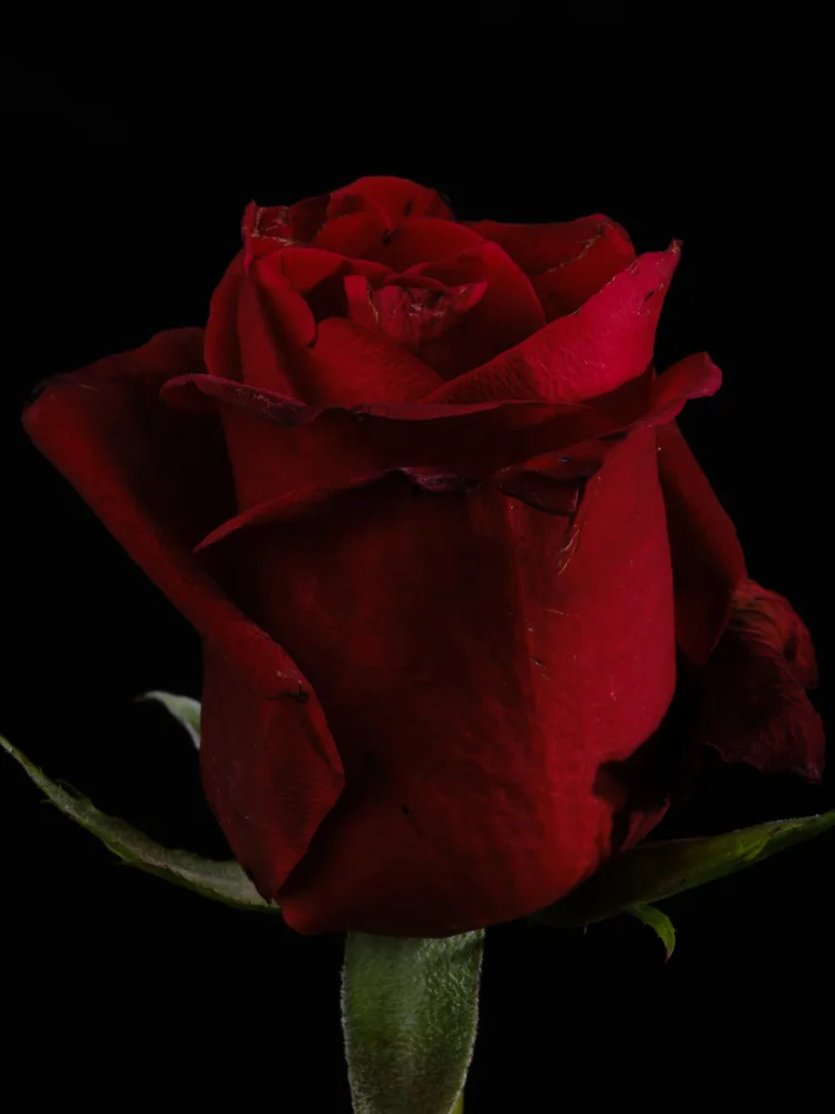 akyurt, engin: a beautiful red rose
