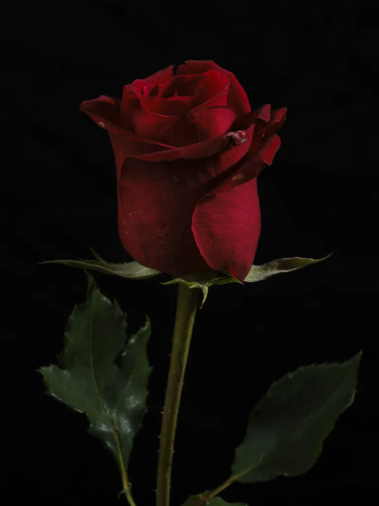 akyurt, engin: a beautiful red rose