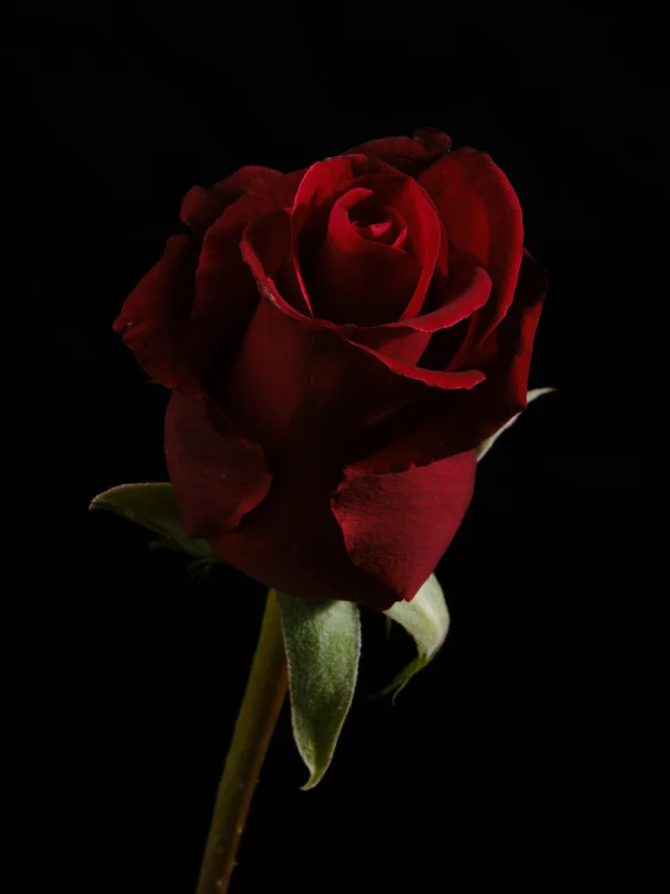akyurt, engin: a beautiful red rose