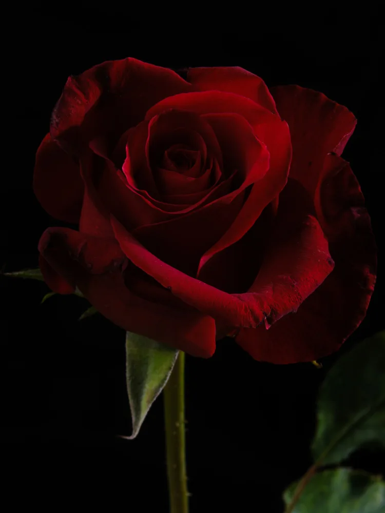 akyurt, engin: eine wunderschöne rote Rose