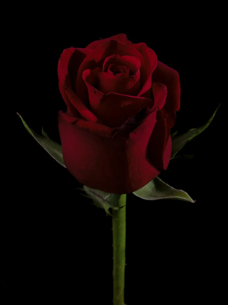 akyurt, engin: a beautiful red rose