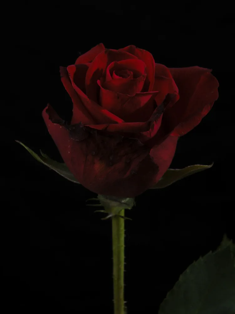 akyurt, engin: eine wunderschöne rote Rose