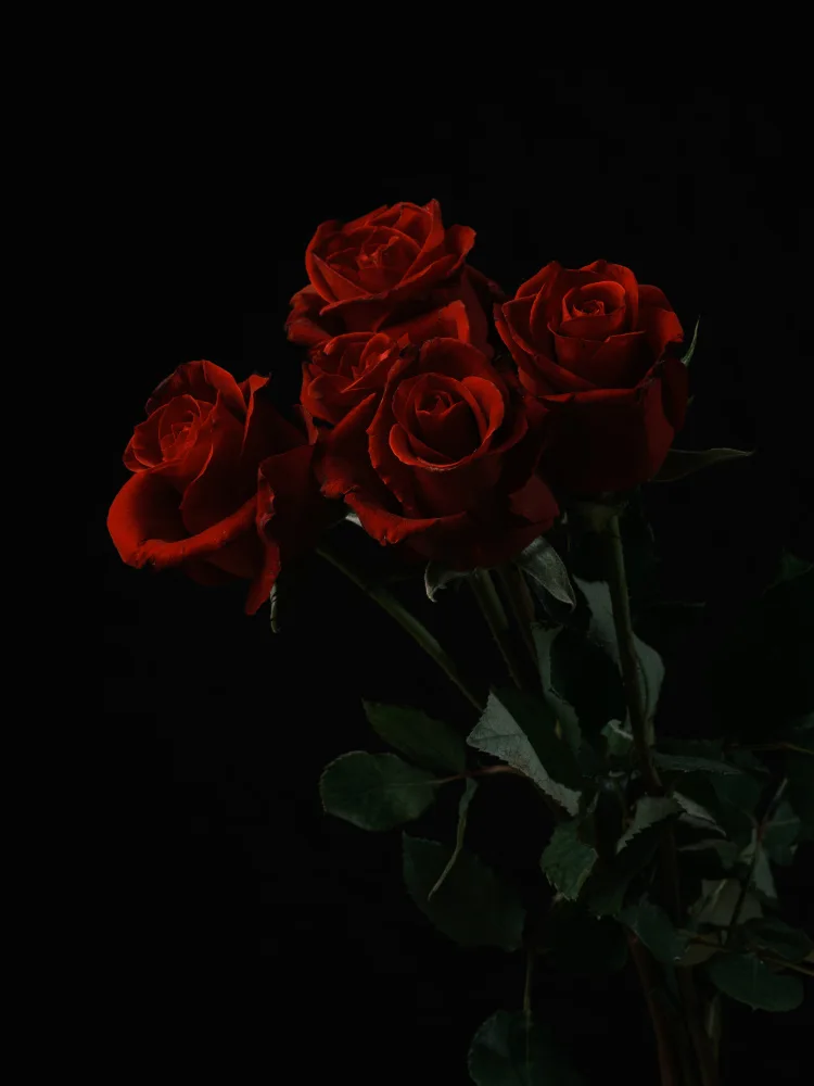 akyurt, engin: red roses isolated on black background