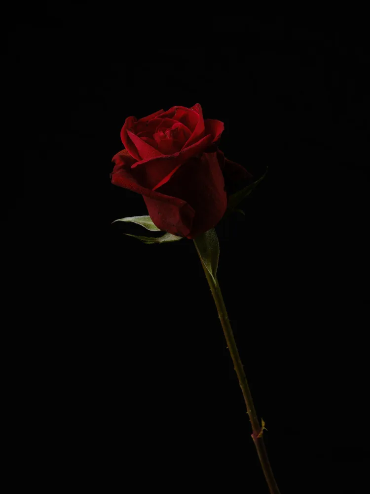 akyurt, engin: red rose isolated on black background