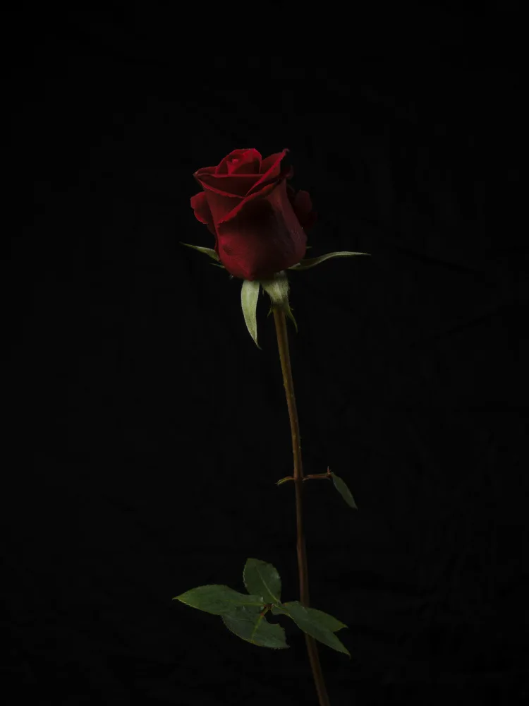 akyurt, engin: red rose isolated on black background