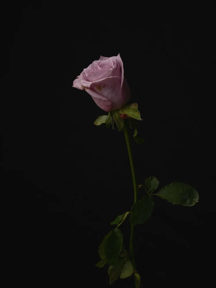 akyurt, engin: Pinke Rose