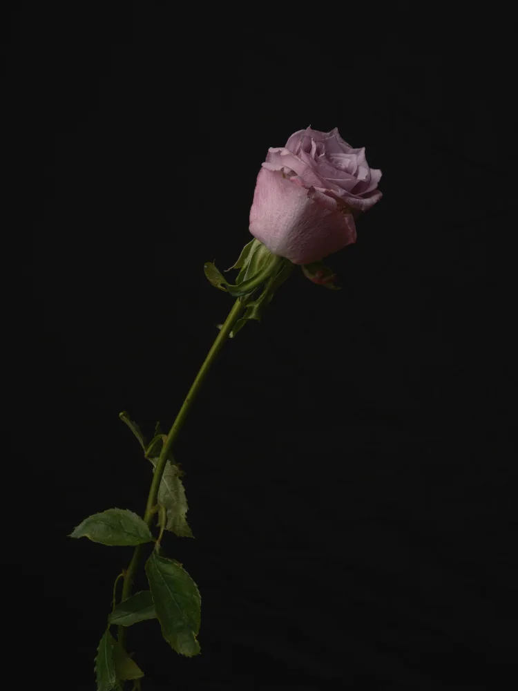 akyurt, engin: Rose rose