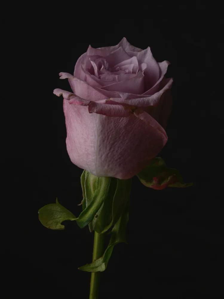 akyurt, engin: Pinke Rose