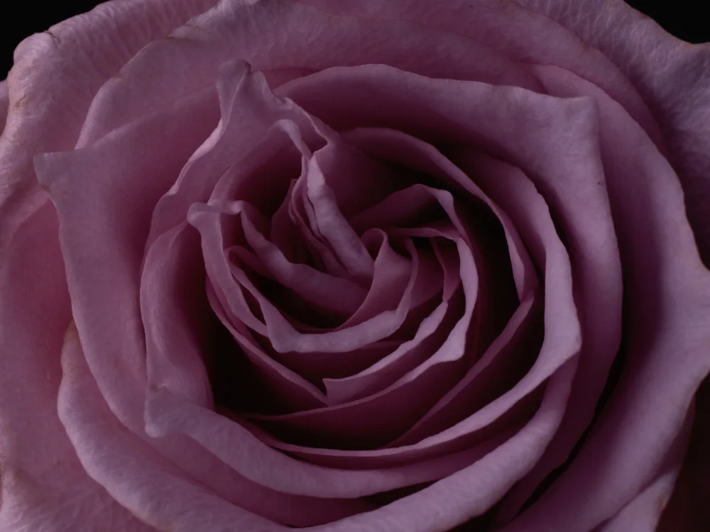 akyurt, engin: Pinke Rose