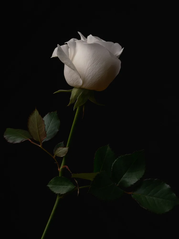 akyurt, engin: rose blanche