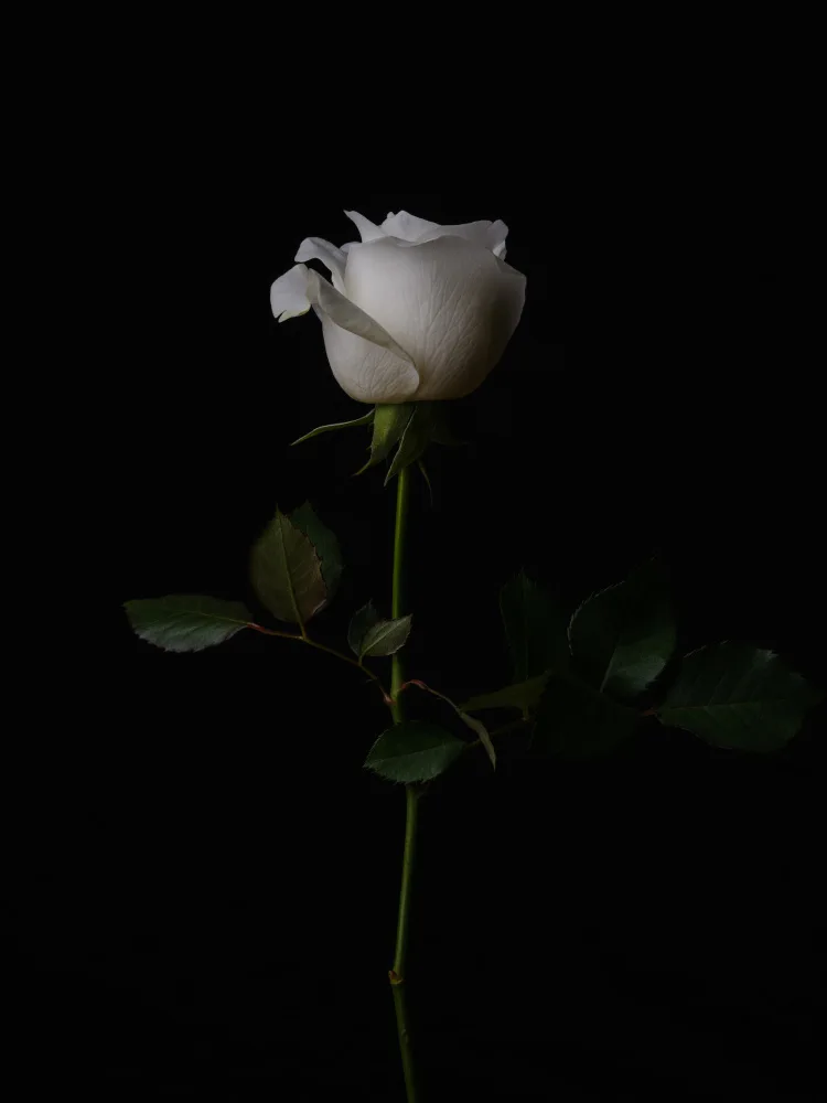 akyurt, engin: weiße Rose