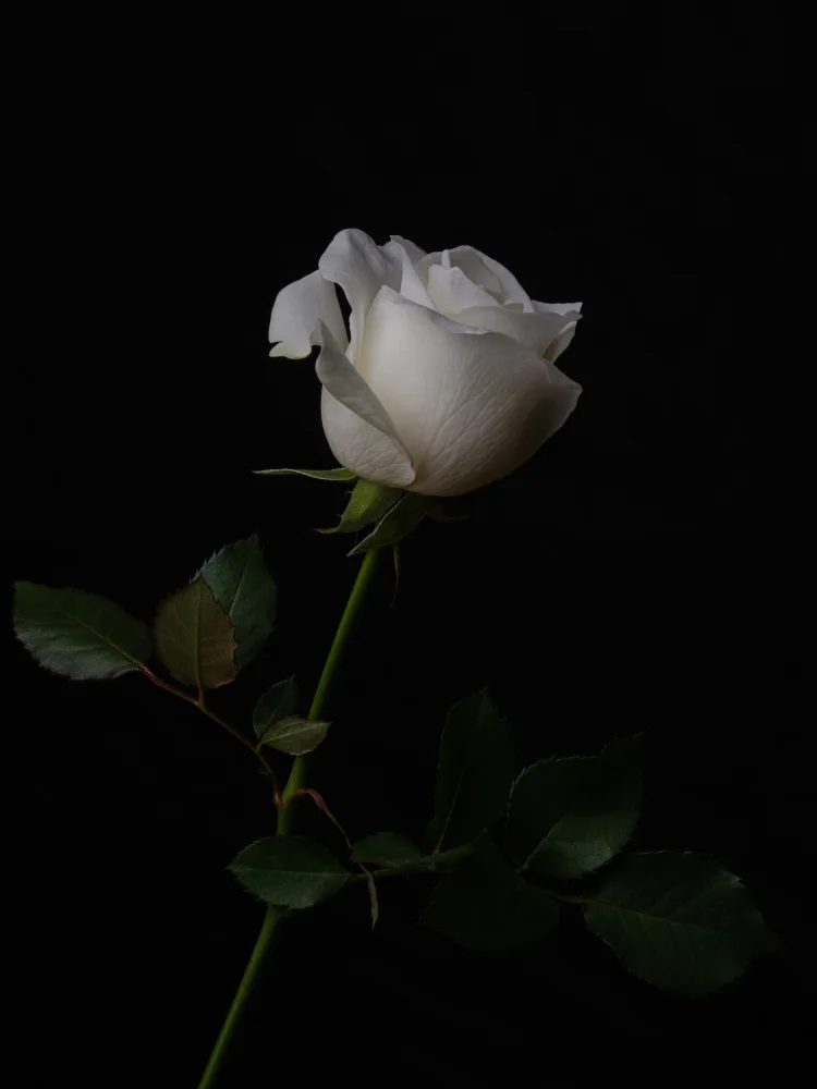 akyurt, engin: weiße Rose