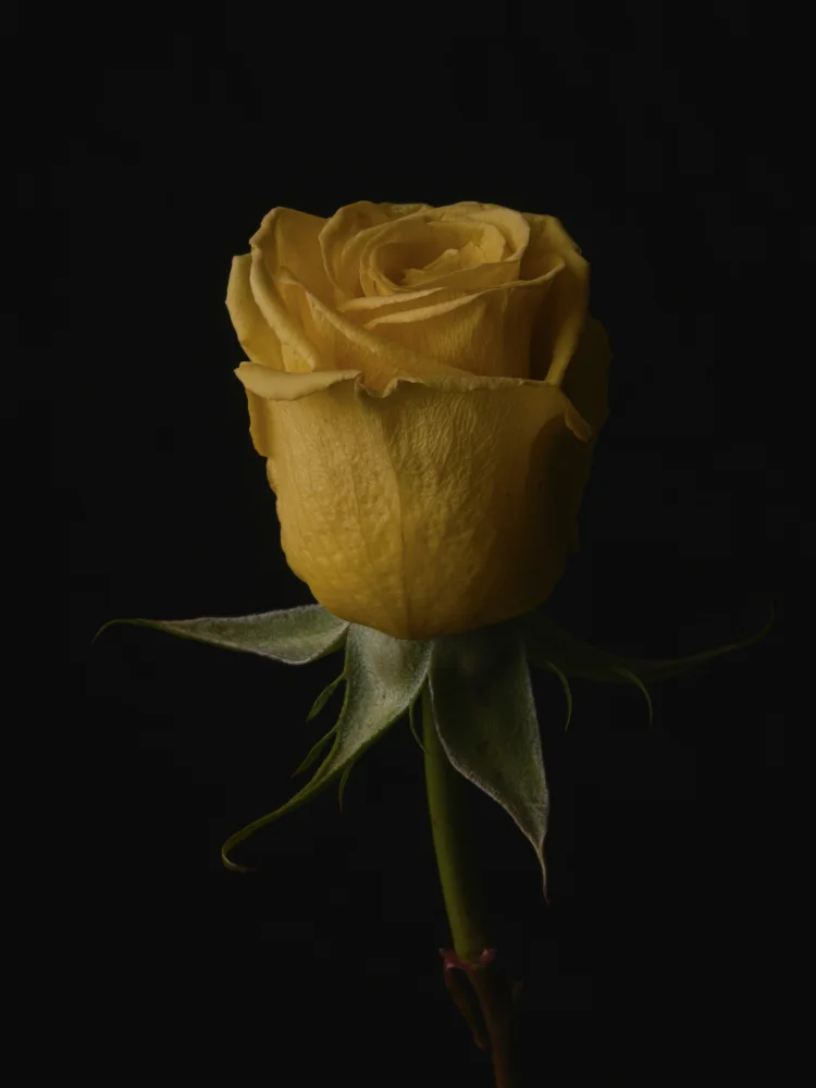 akyurt, engin: yellow rose