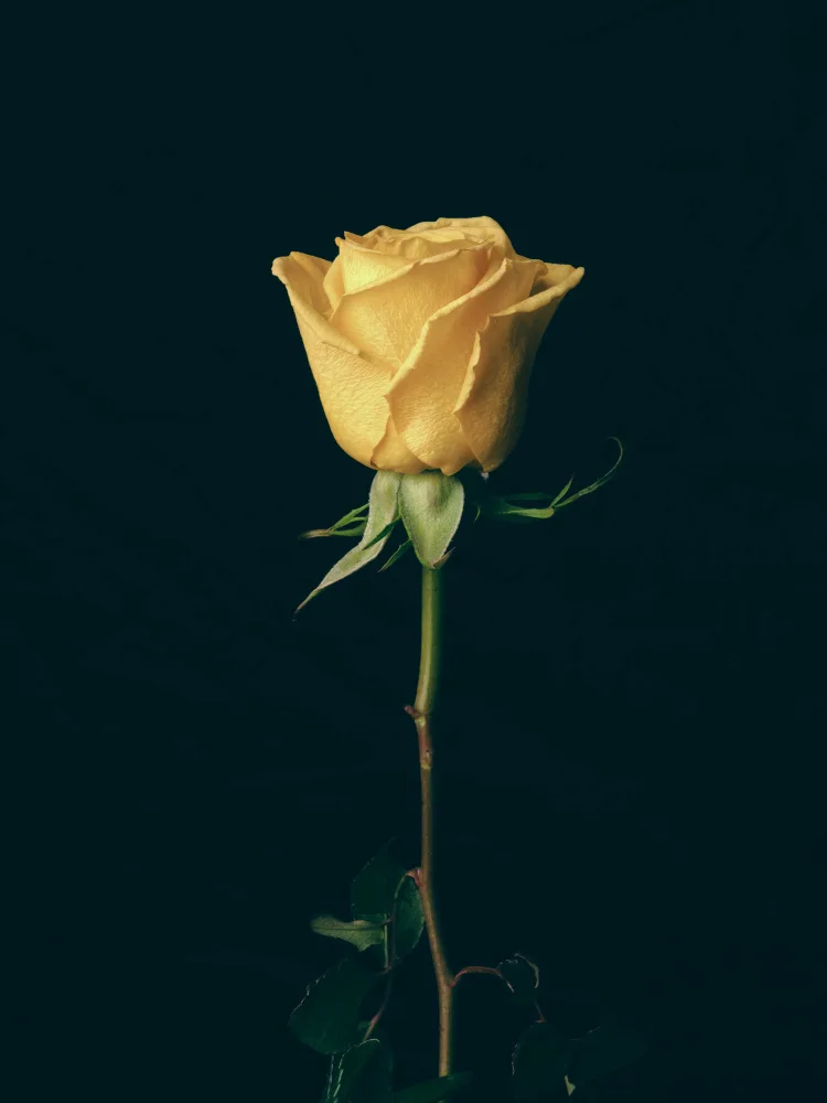 akyurt, engin: yellow rose