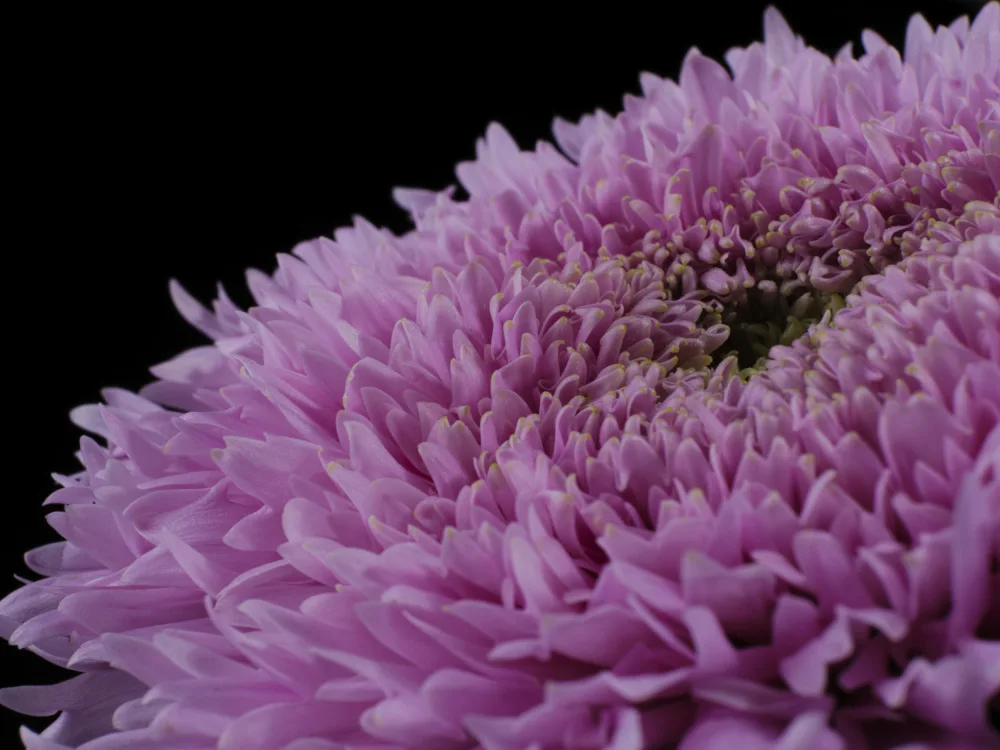 akyurt, engin: schöne rosa Blume