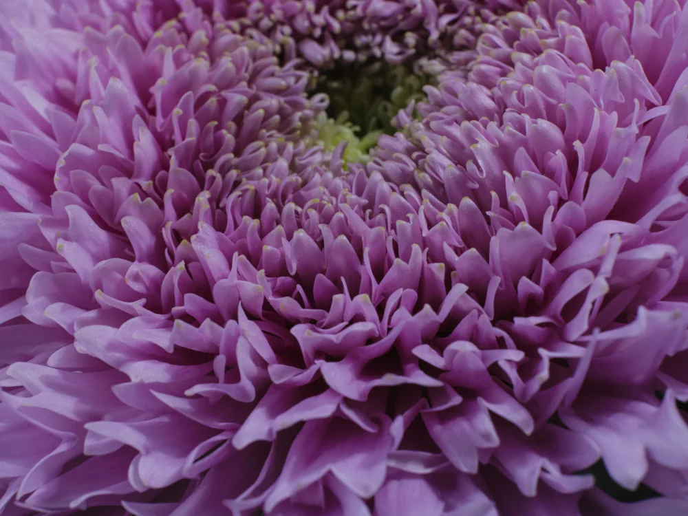 akyurt, engin: schöne rosa Blume