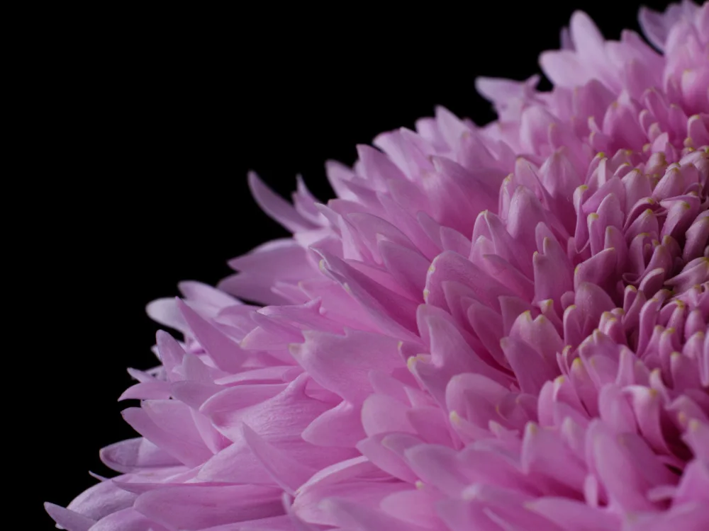 akyurt, engin: beautiful pink flower