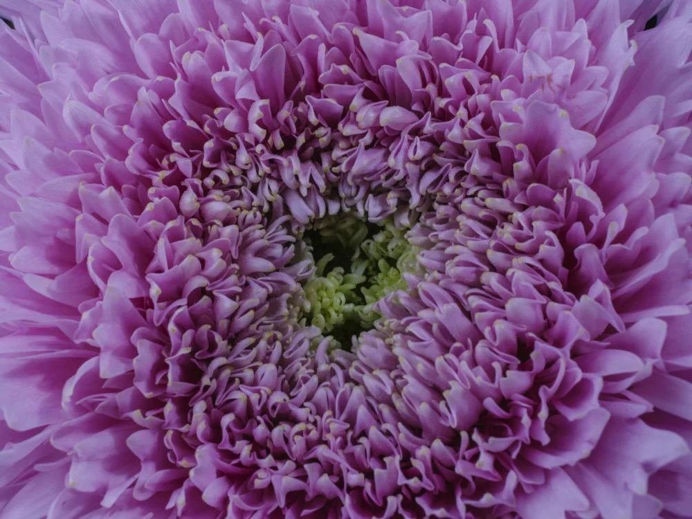 akyurt, engin: schöne rosa Blume