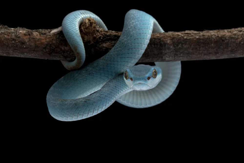 Afsheen, Kurit: Deadly blue