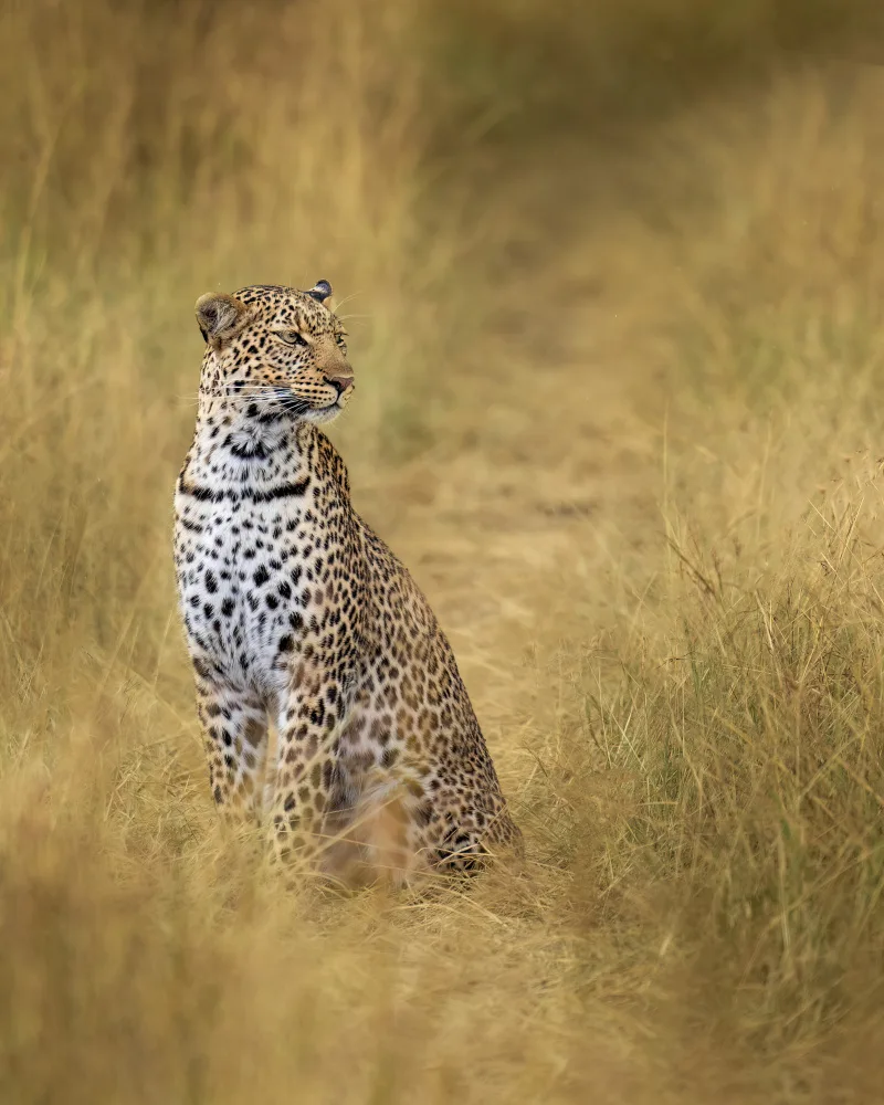 Elsheshtawy, Ahmed: leopard