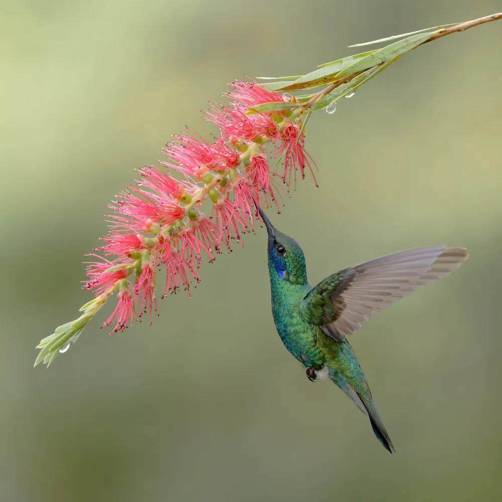 PEREZ, Lisandro: Sparkling violetear