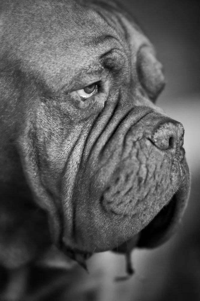 akyurt, engin: dog portrait