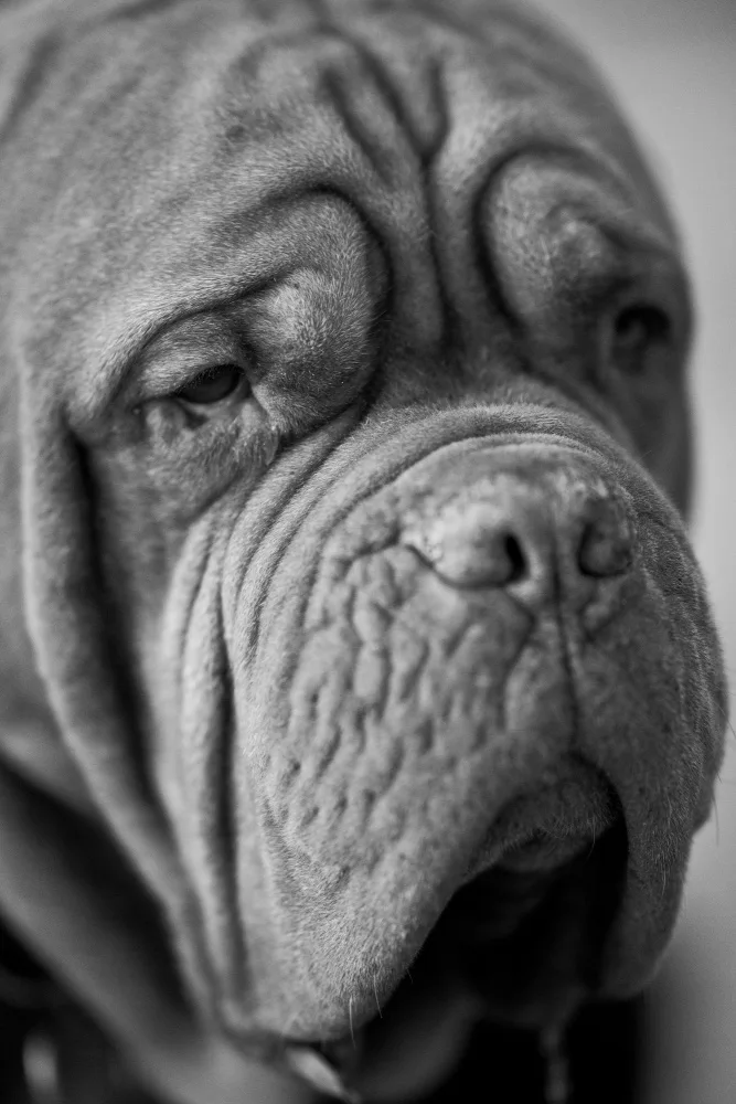 akyurt, engin: dog portrait