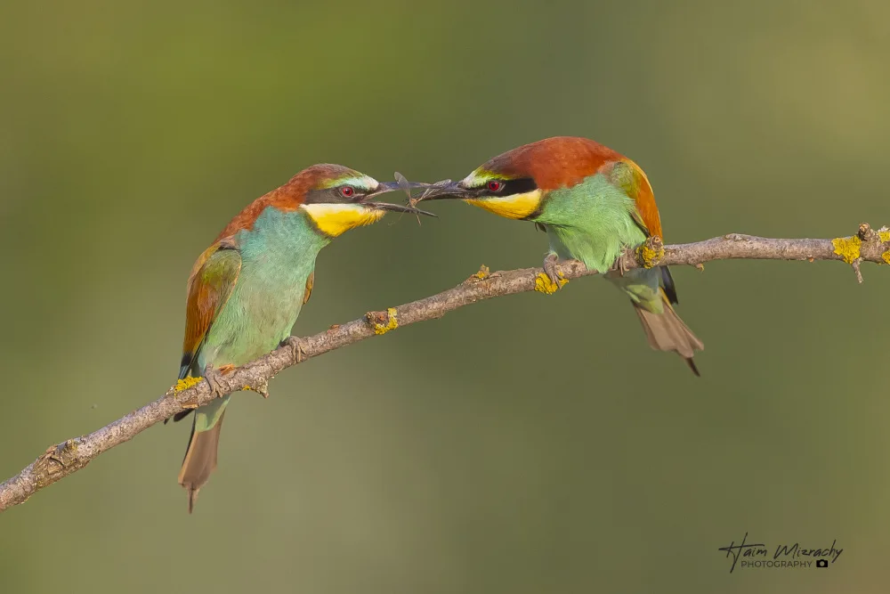 Mizrachy, Haim: BEE-EATERS FEEDING EACH OTHER