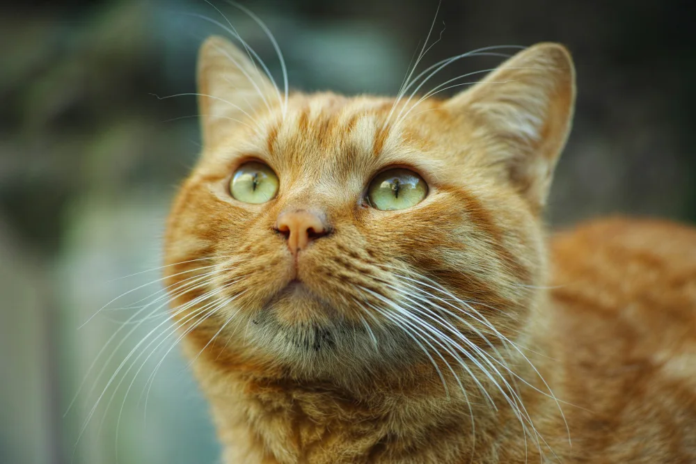 akyurt, engin: ginger cat
