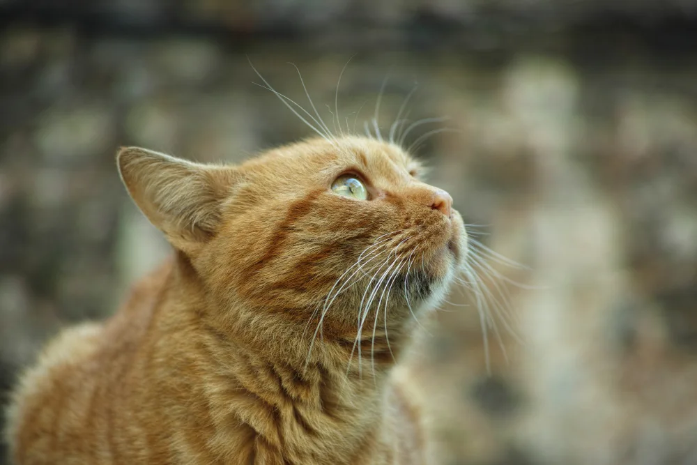 akyurt, engin: ginger cat