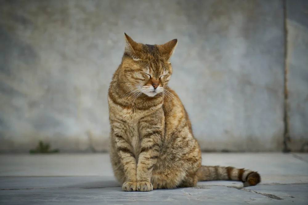 akyurt, engin: tabby cat