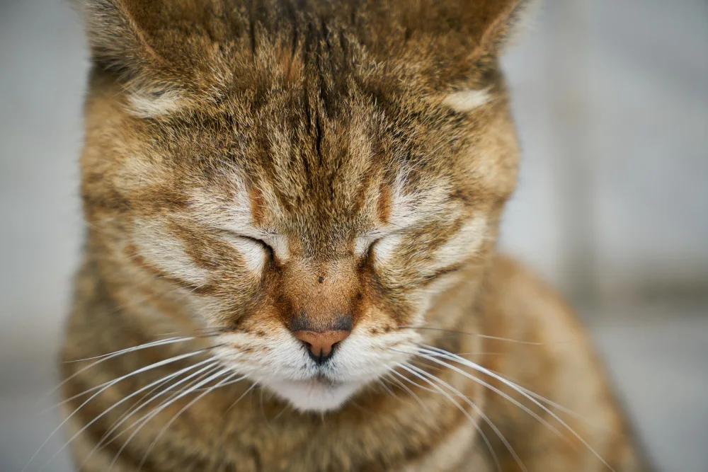 akyurt, engin: tabby cat