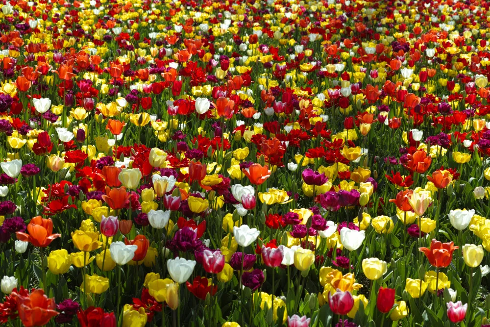 akyurt, engin: bunte Tulpen