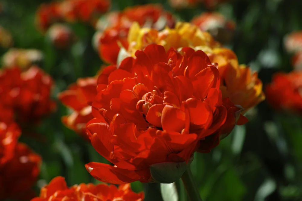 akyurt, engin: bunte Tulpen