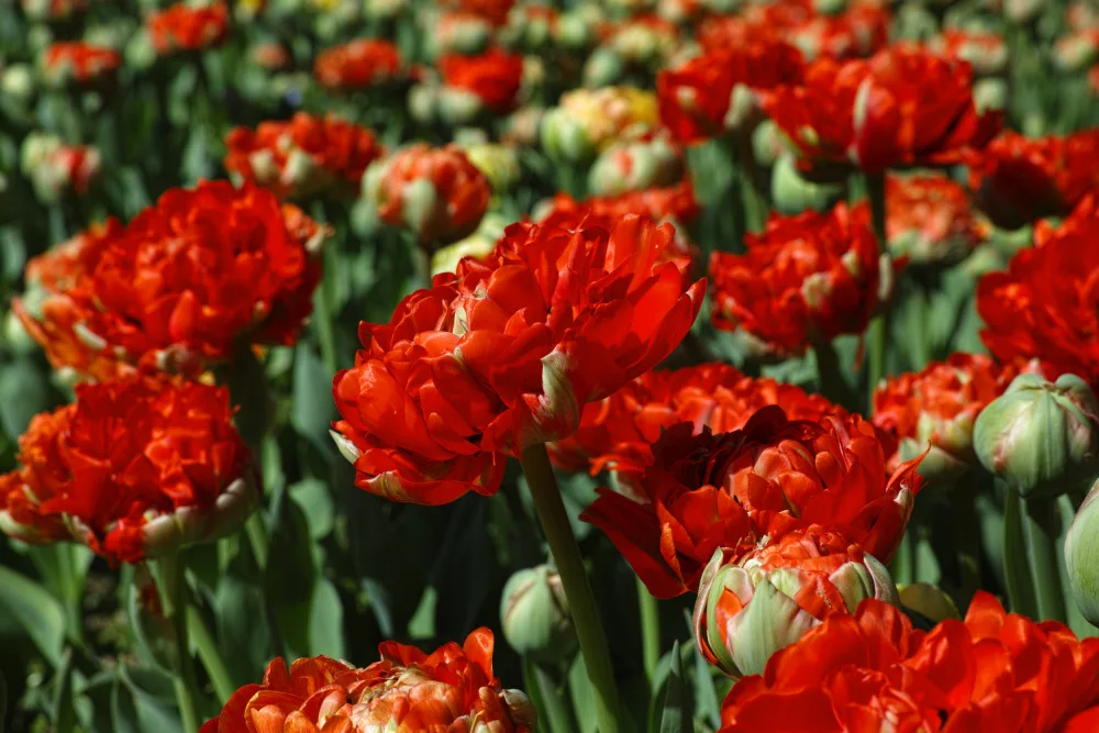 akyurt, engin: bunte Tulpen